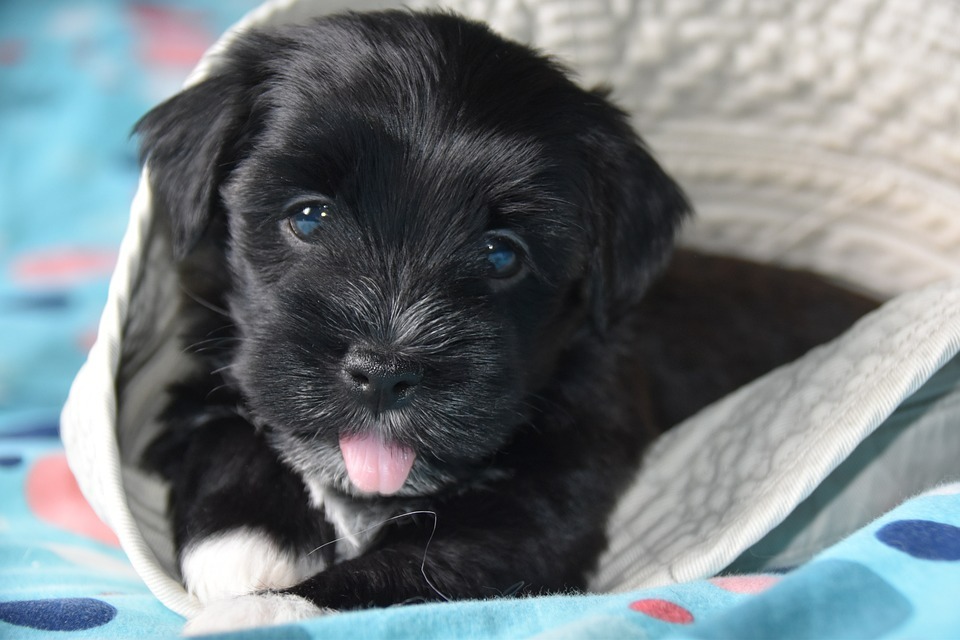 All 2024 black havanese